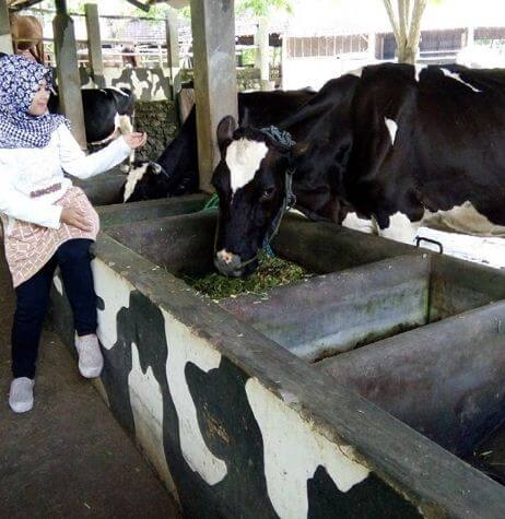 wisatawan kampung susu dinasty