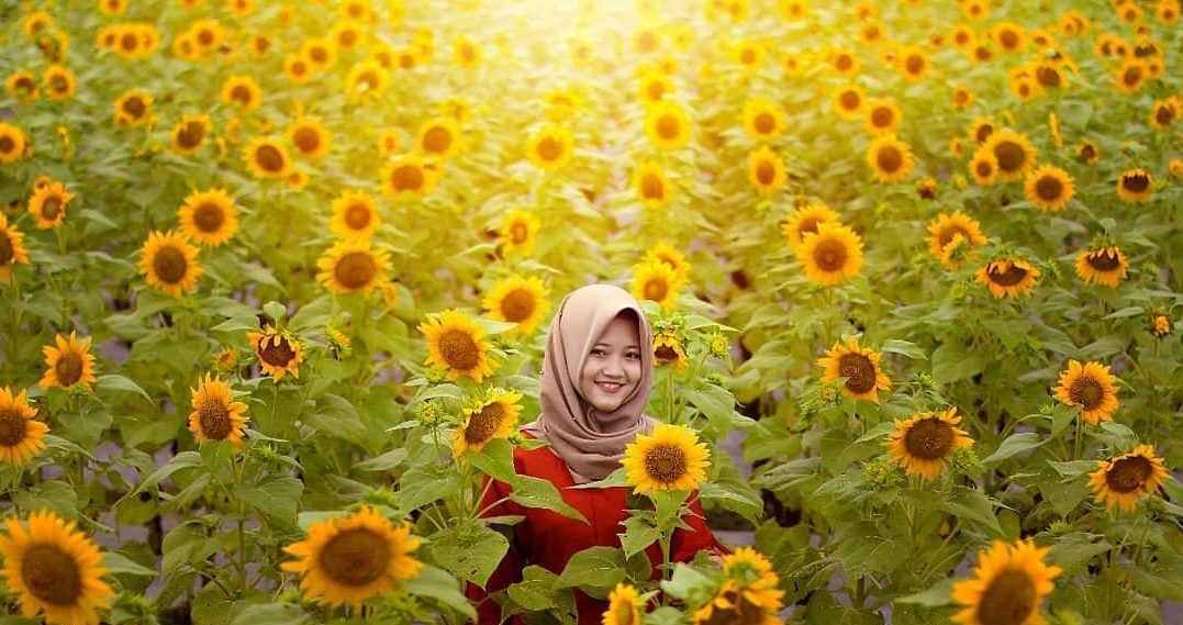 taman bunga matahari magelang