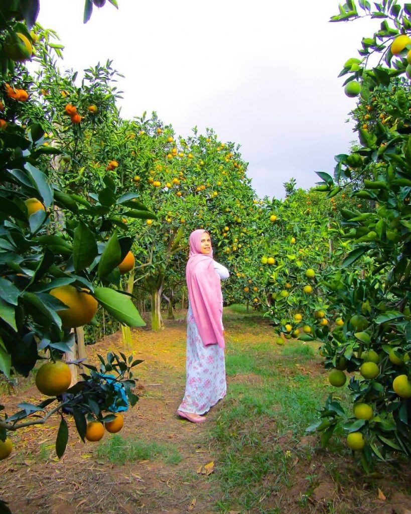 wisata petik jeruk Dau Malang