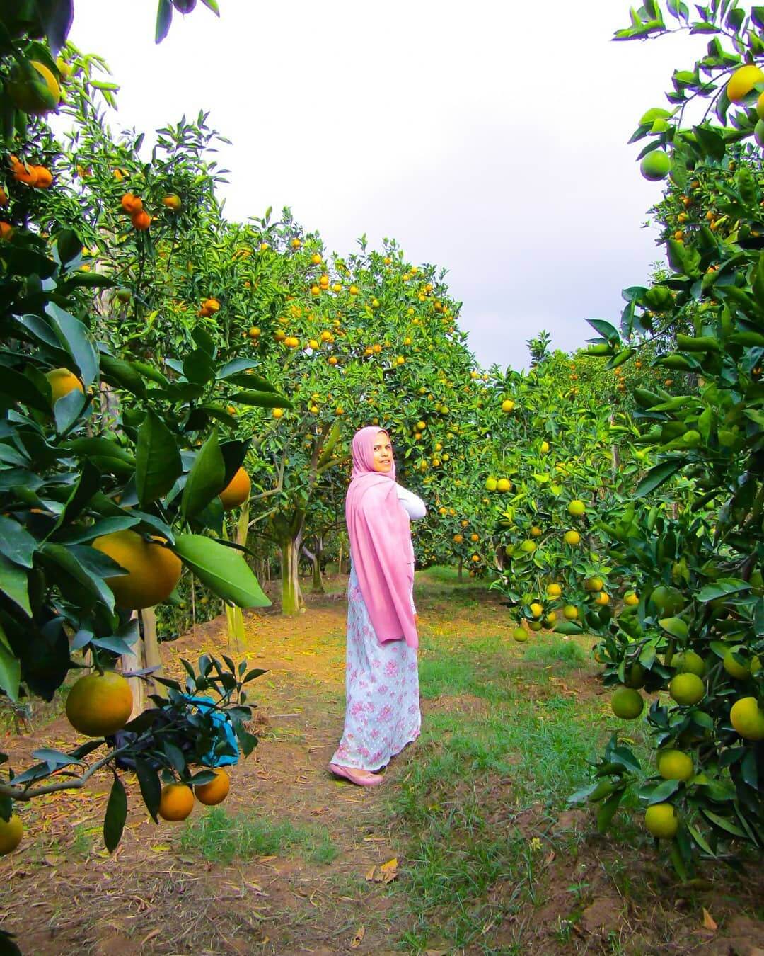 wisata petik jeruk Dau Malang
