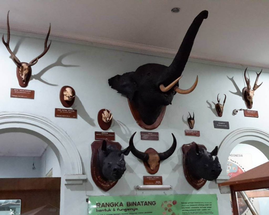 koleksi museum zoologi