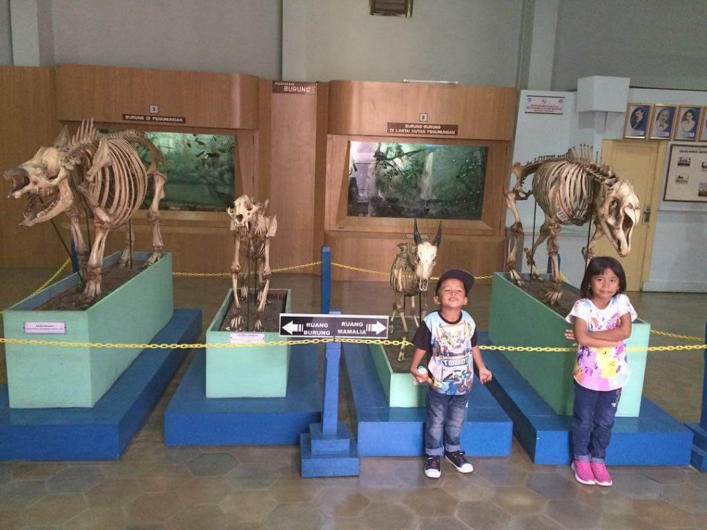zoologi museum